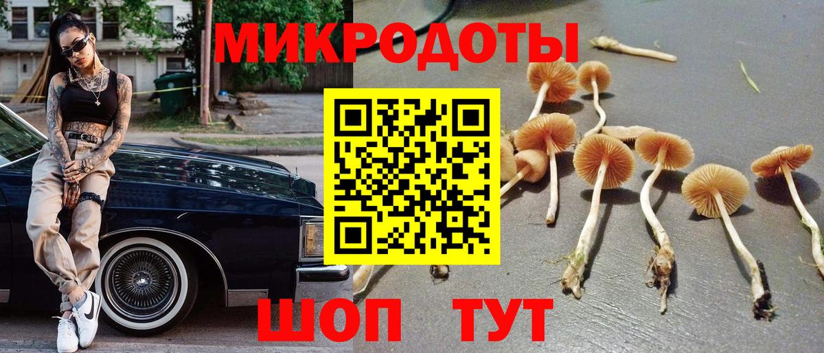 Галлюциногенные грибы Psilocybe Сальск